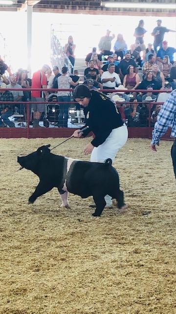 FFA at Kern County Fair